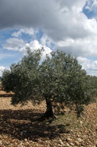 On trouve beaucoup d’oliviers centenaires en Provence