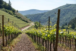 location-gite-vignoble