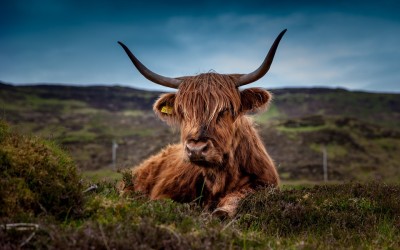 Écosse : chaleur humaine et bon vivre