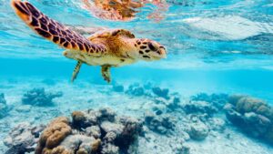 Tortue de mer