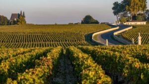 domaine viticole auvergne
